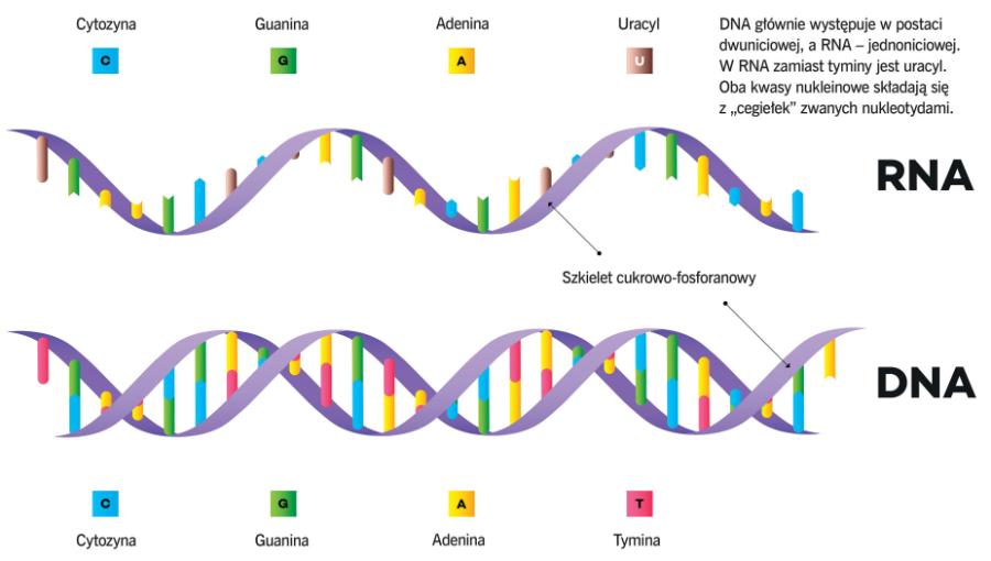 DNA głównie występuje w postaci dwuniciowej, a RNA – jednoniciowej.W RNA zamiast tyminy jest uracyl. Oba kwasy nukleinowe składają się z „cegiełek” zwanych nukleotydami.