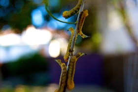 Bliżej jedzenia tłok przypomina ten supermarkecie przed gwiazdką.