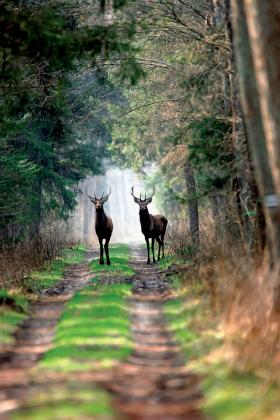 Puszcza Białowieska to ostatni pierwotny las Niżu Europejskiego, wpisany na listę Światowego Dziedzictwa UNESCO.