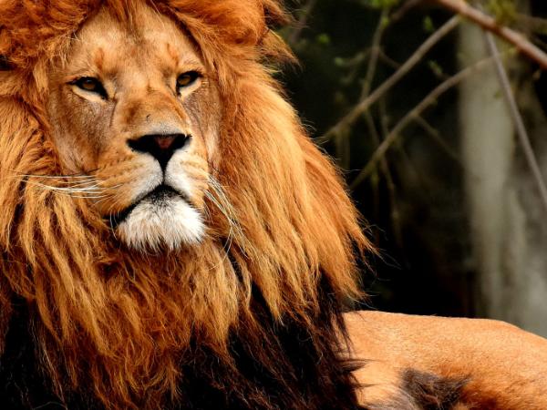 Zoo w Danii chce karmić drapieżniki niechcianymi pupilami.