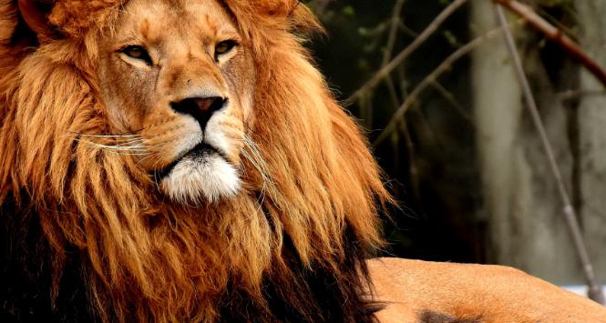 Zoo w Danii chce karmić drapieżniki niechcianymi pupilami.