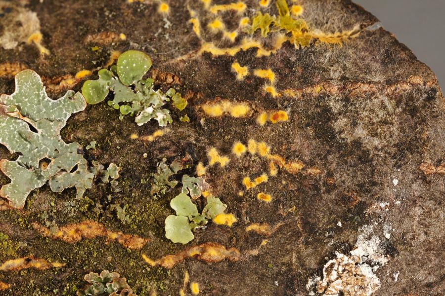 Grzybnia Cryphonectria parasitica (żółte) porastająca gałęzie kasztanowca.