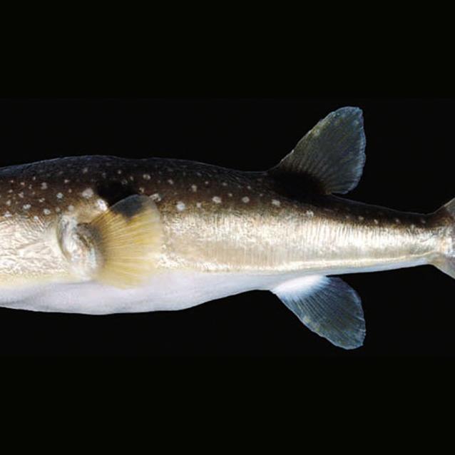 Takifugu alboplumbeus.