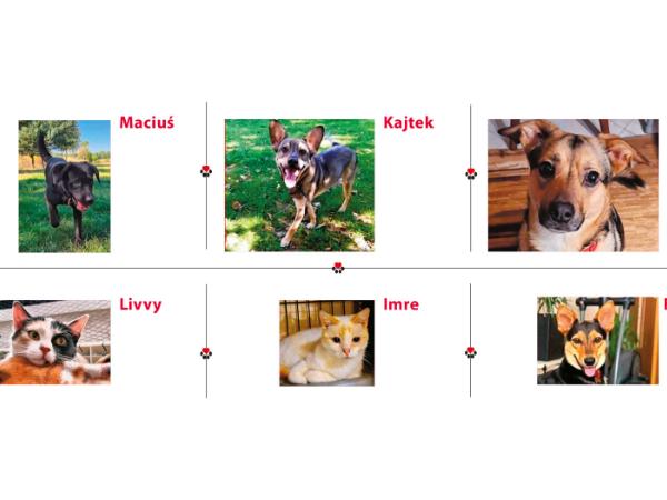 Maciuś, Kajtek, Tula, Livvy, Imre, Freya