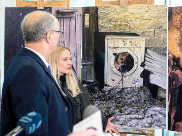 Wystawione w Sejmie fotografie dokumentujące konsekwencje długotrwałego uwięzienia psów na łańcuchu