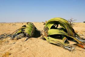 Welwitschia mirabilis zwana potocznie Welwiczją przedziwnąOlbrzymia (nawet 4,5 m wys. i 13 m szerokości) roślina, którą odnajdziemy głównie na pustyniach Angoli i Namibii. Jest mało wymagająca, bo do tego, by przetrwać potrzebuje jedynie ok. 7 cm opadów rocznie. To także gatunek długowieczny. Może żyć od 1000 do 2000 lat.