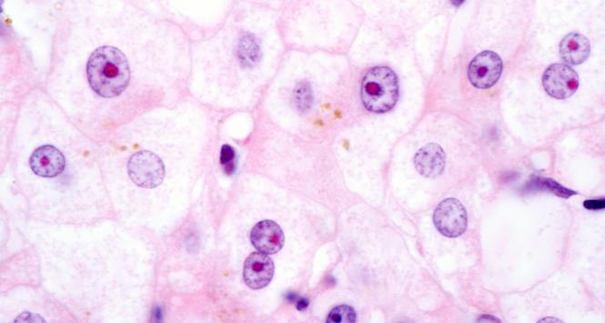 Pulsar - wyjątkowy portal naukowy.