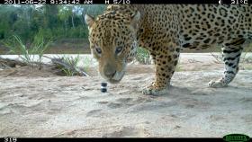 Jaguar uchwycony kamerą pułapką w Madidi National Park w Boliwii. Używając specjalnej metody identyfikacji umaszczenia zwierząt, przy pomocy jednej kamery udało się zidentyfikować aż 19 jaguarów w tym rejonie. Jaguar to największy kot Nowego Świata.