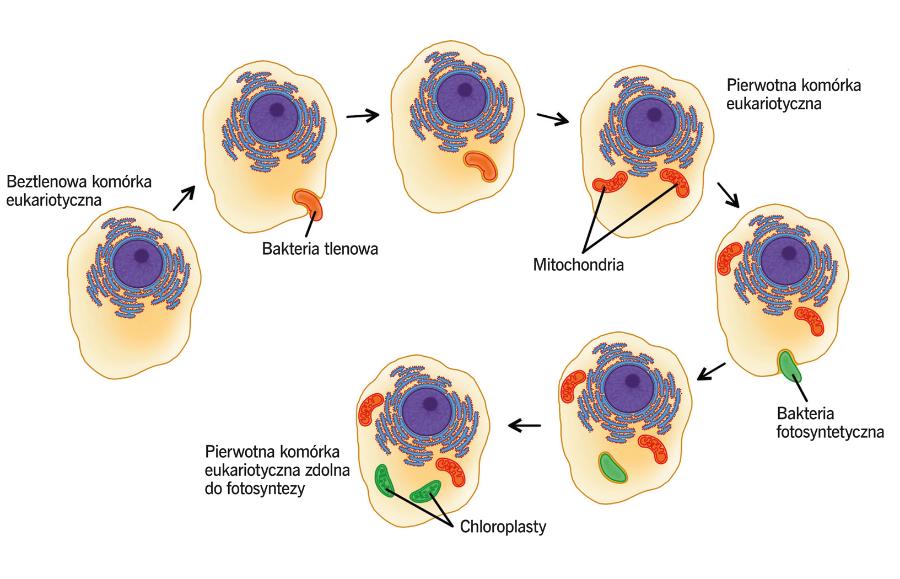 Według teorii endosymbiozy mitochondria i chloroplasty to pozostałość bakterii, kiedyś wchłoniętych przez inne komórki.