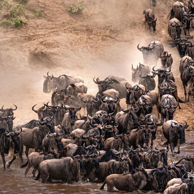 Antylopy gnu przekraczające podczas wielkiej migracji rzekę Mara w Afryce.