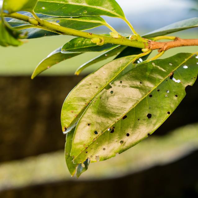Szkody wyrządzone przez Pseudomonas syringae.
