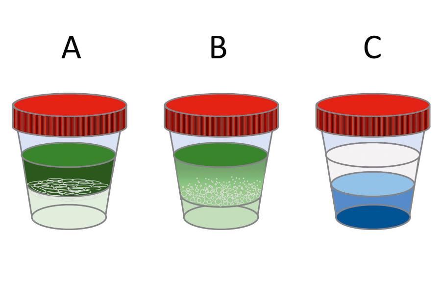 Chlorofil rozpuści się w benzynie (A), a fikocyjanobilina nie (C). Woda wypłukuje ze spiruliny białka (B).