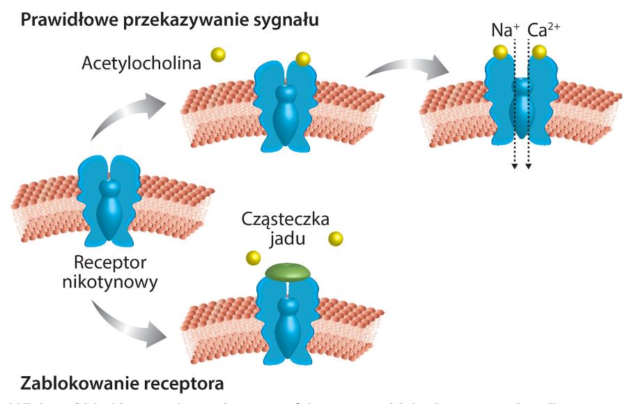 Większość jadów wywiera toksyczny efekt poprzez blokadę receptorów nikotynowych, uniemożliwiając prawidłowy przepływ jonów w komórkach, co paraliżuje układ nerwowy.