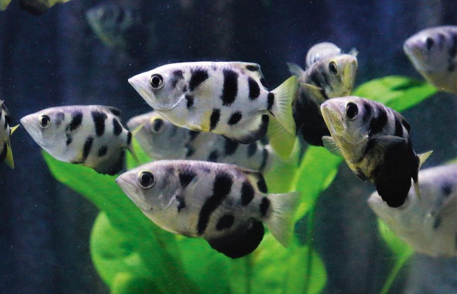 Strzelczyki, inaczej określane jako pryskacze, to popularne ryby akwariowe.