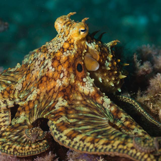 Octopus ­bimaculoides ­zamieszkuje wody kalifornijskiego wybrzeża.