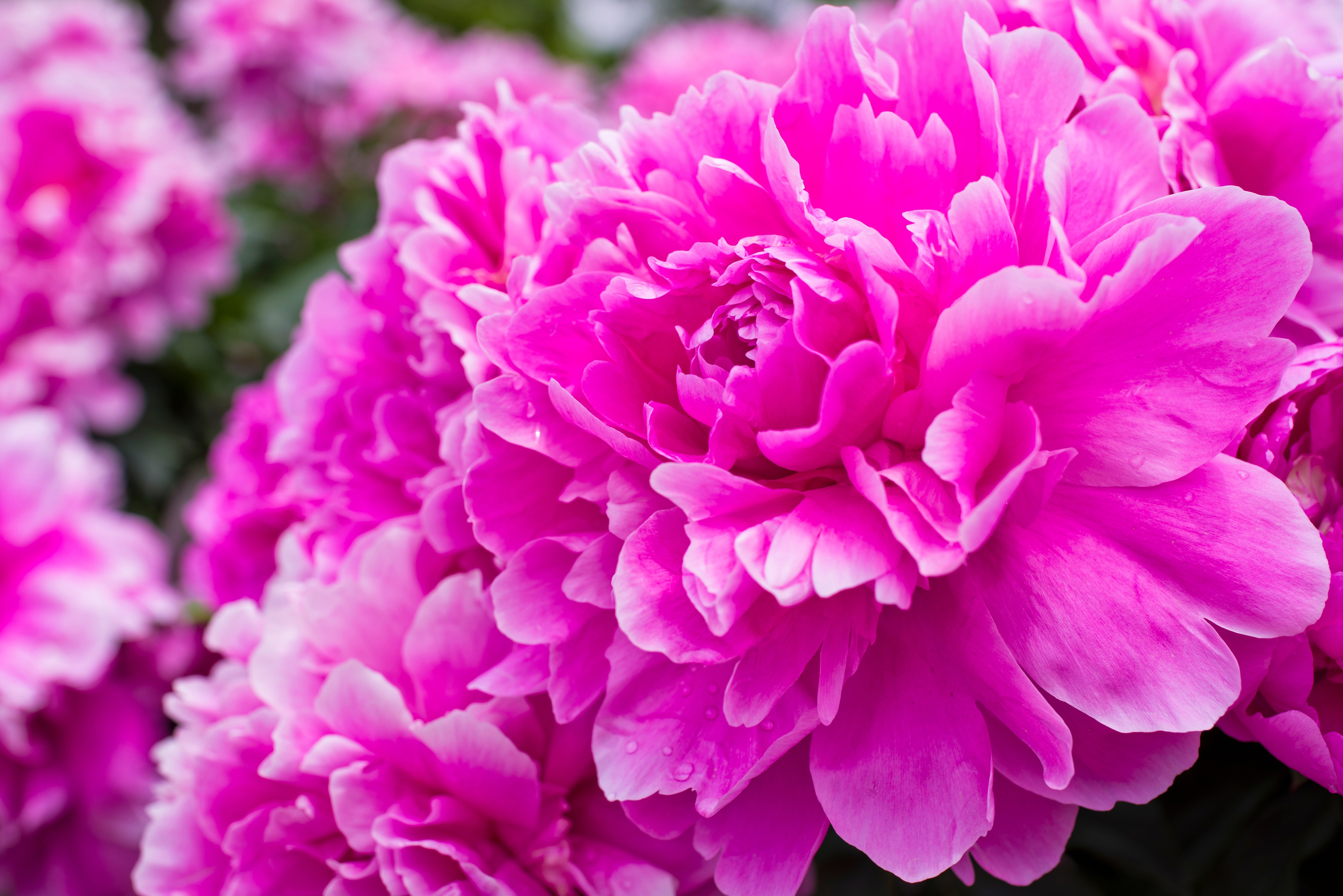 Dlaczego niektóre wonie kochamy, a innych nienawidzimy