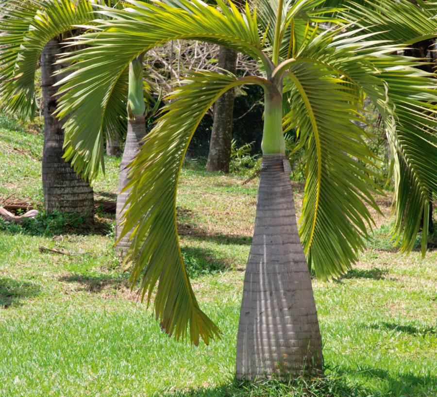 Hioforba butelkowa (maskarena flaszowa) pochodzi z Mauritiusa, gdzie stała się rzadka, bo zniszczyły ją wprowadzone tam w latach 20. ub.w. kozy i króliki. Jej kłodzina (tak nazywa się specyficznie zbudowany pień palmy) przypomina kształtem butelkę, co wygląda tak ciekawie, że stała się rośliną ozdobną. Nadaje się do każdego wnętrza. Nie toleruje bezpośredniego światła słonecznego i lubi dużą wilgotność.