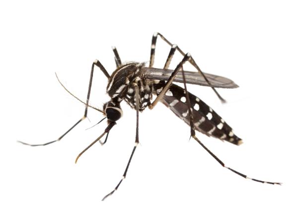 Do niedawna wirus chikungunya był przenoszony głównie przez komara nosiciela żółtej febry: Aedes aegypti.