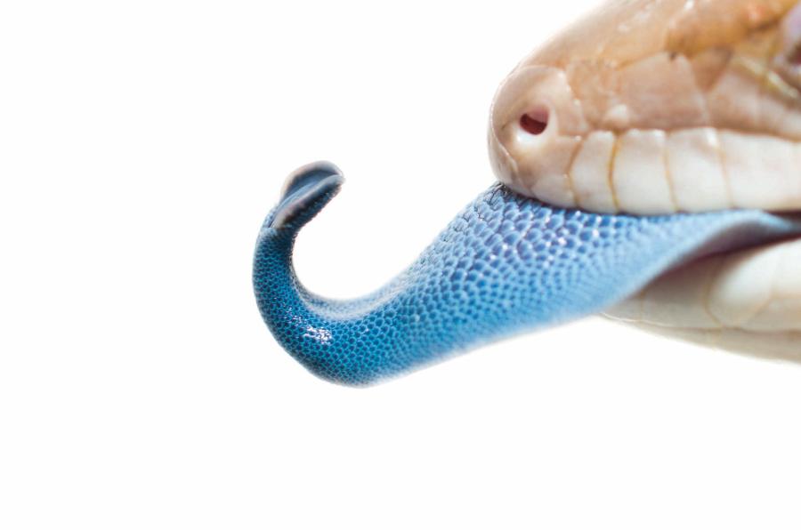 Niebieski język jaszczurek pomaga odstraszyć napastnika.