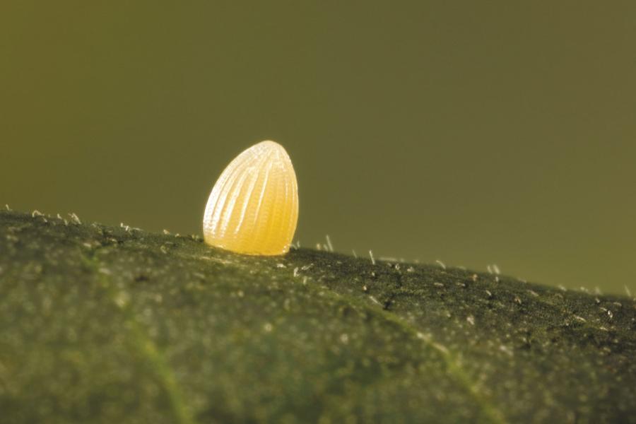 Monarchy do reprodukcji potrzebują trojeści. Dorosła samica motyla składa jaja na tych roślinach.