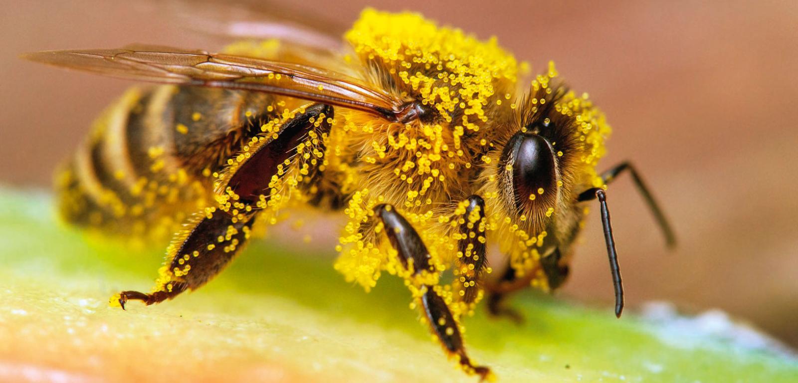 Pszczoła miodna.