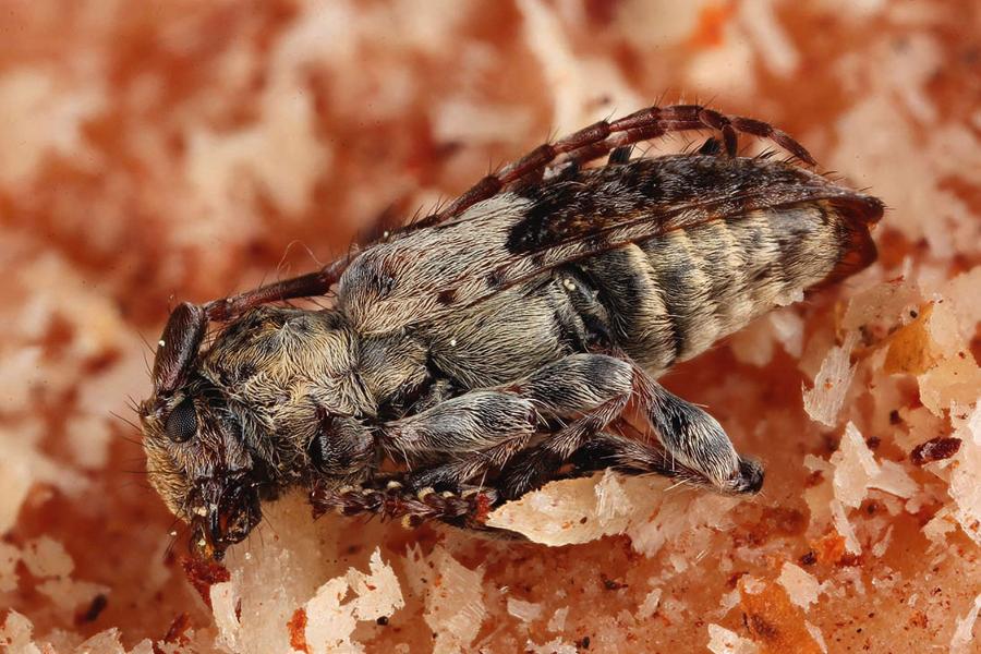 Tanatoza u chrząszcza kozulki sosnówki (Pogonocherus ­fasciculatus), chrząszcza rozwijającego się w zamierających gałęziach sosny.