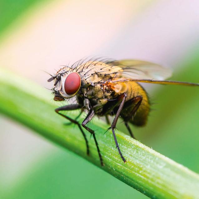 Muszka owocowa (Drosophila melanogaster).