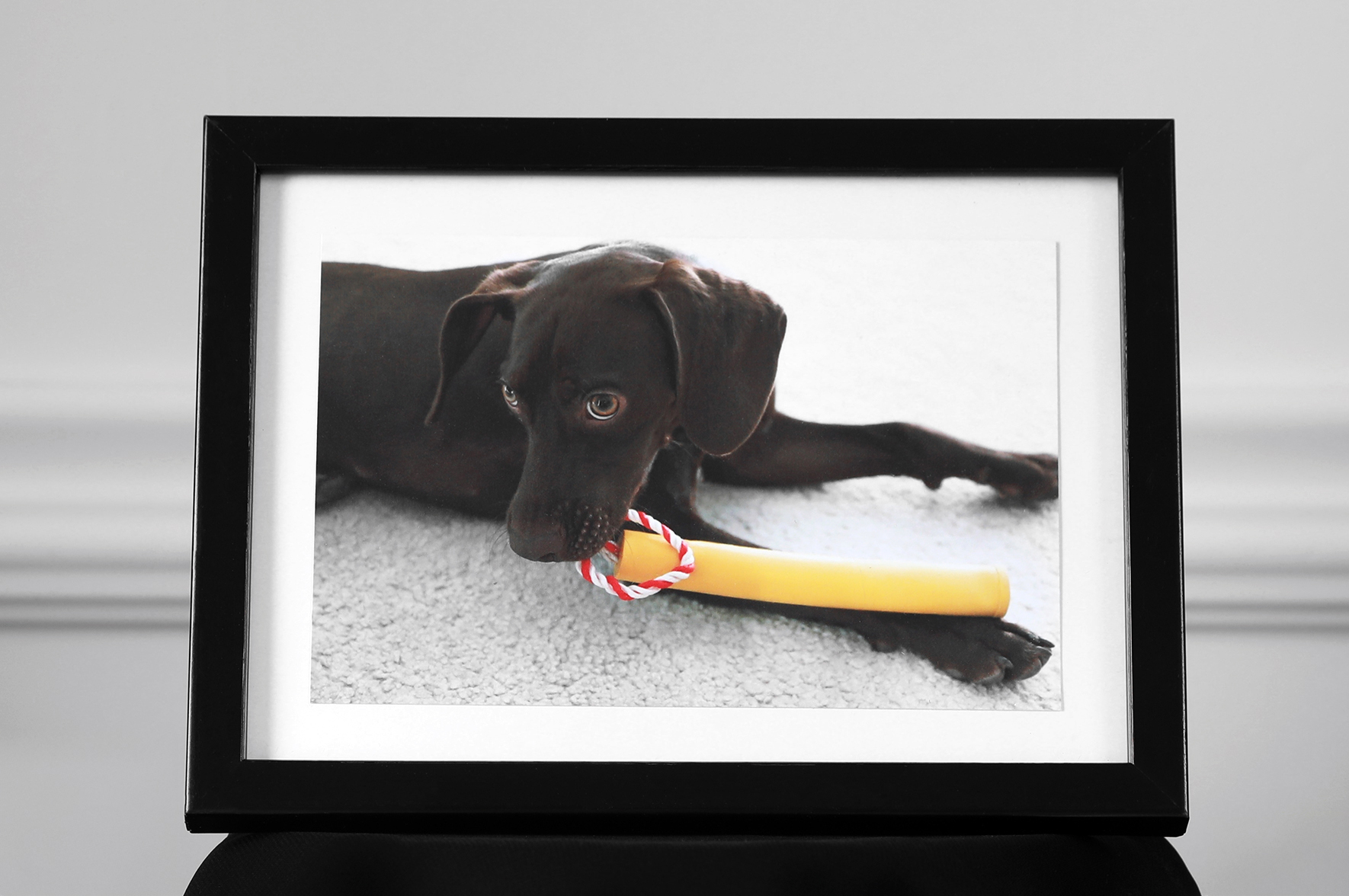 Śmierć zwierzęcia często boli jak ludzka. Prawo do żałoby przyznaje się rzadko