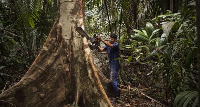 Deklarowana przez polskich rolników troska o lasy Amazonii i ochronę klimatu na kilometr trąci fałszem.