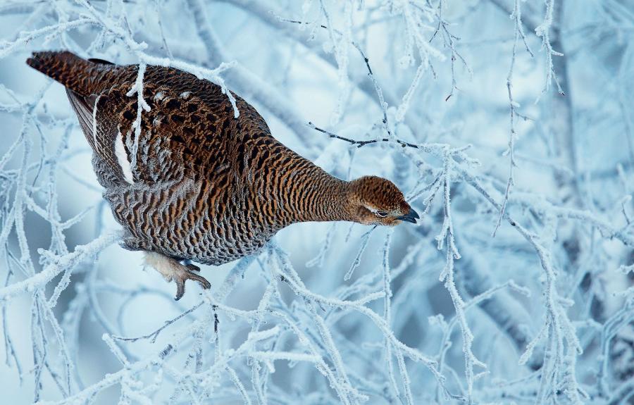 Samica cietrzewia (kura) żerująca zimą na drzewie.