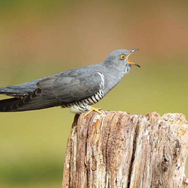 Kukułki są wspólnym wrogiem wielu ptaków.