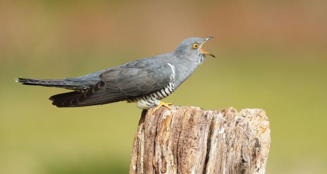Kukułki są wspólnym wrogiem wielu ptaków.
