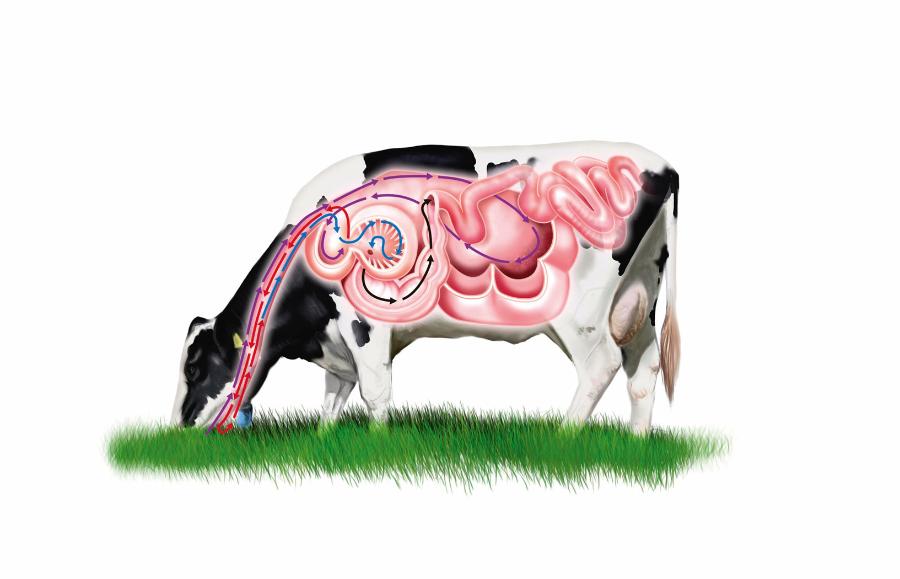 Układ trawienny krowy. Nieprzeżuty pokarm trafia najpierw do żwacza, gdzie fermentuje, a potem jest zwracany do jamy gębowej w celu przeżucia.