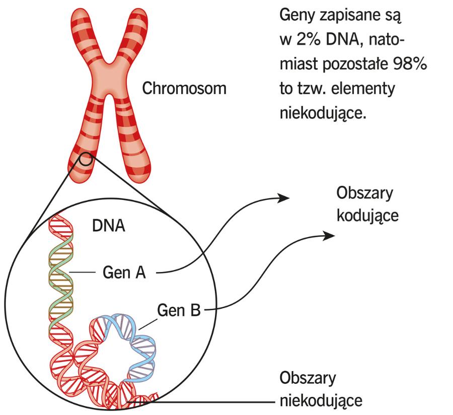 Geny zapisane są w 2% DNA, natomiast pozostałe 98% to tzw. elementy niekodujące.