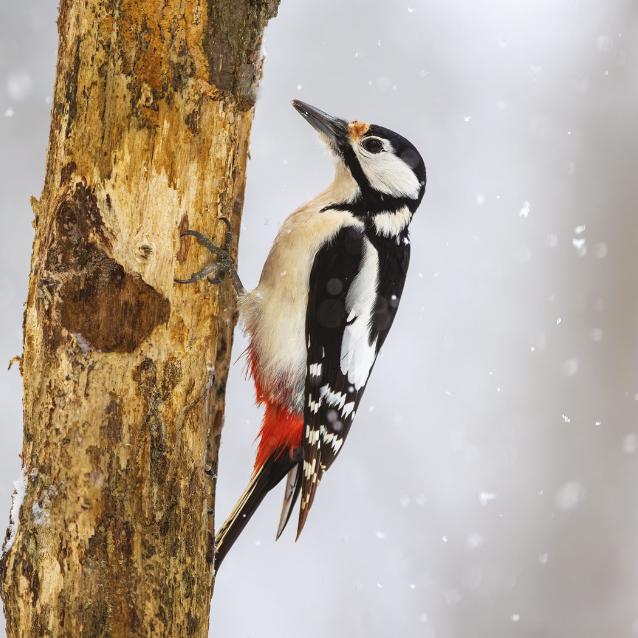 Kujące w drewnie dzięcioły angażują swoje mięśnie bardziej jak tenisiści niż ciężarowcy.