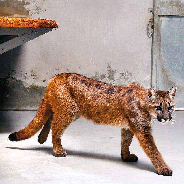 Puma płowa odłowiona pod Koszalinem.