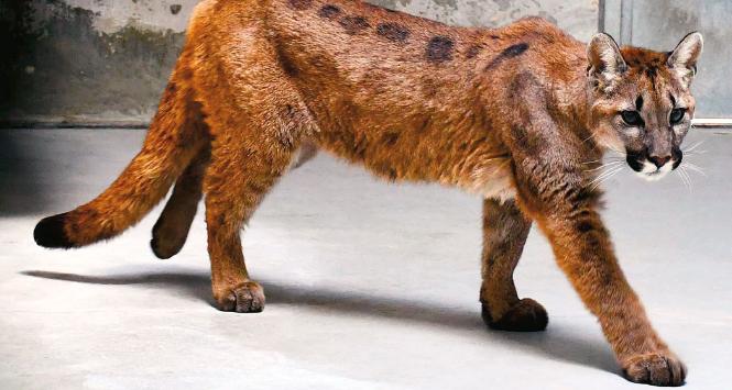 Puma płowa odłowiona pod Koszalinem.