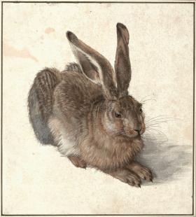 Albrecht Dürer, „Zając”, 1502 r.