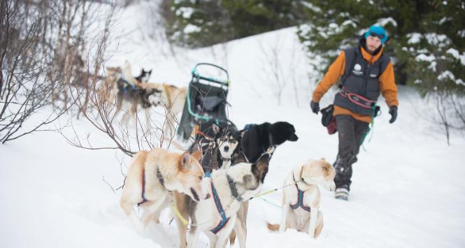 Jakub Słowik z zaprzęgiem