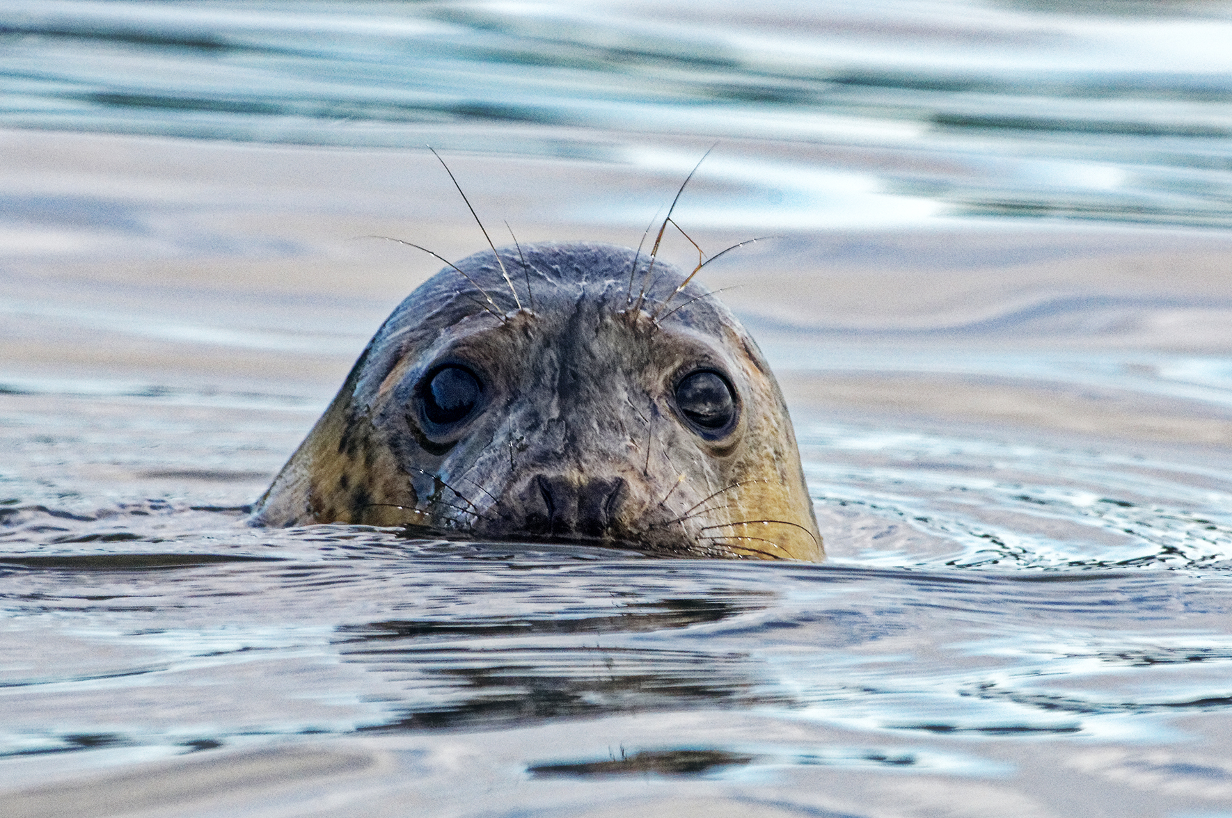 Foki droga donikąd. Odpowiedź na polemikę z tekstem „Jaki znak twój? Orzeł biały? Już nie”