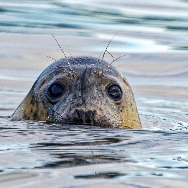 Pulsar - wyjątkowy portal naukowy.