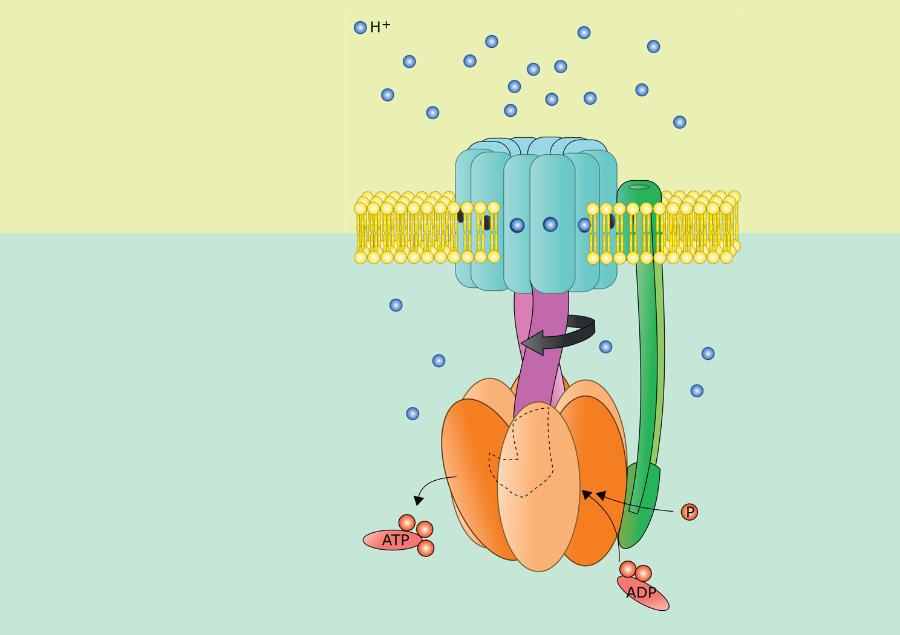 Schemat budowy syntazy ATP.