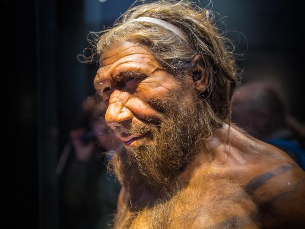 Wierny naukowo model Homo neanderthalensis sprzed 40 tys. lat. Muzeum Historii Naturalnej w Londynie