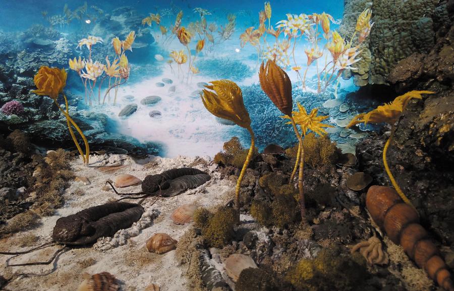 Rekonstrukcja ekosystemu dewońskiej rafy koralowej. Muzeum Wydziału Nauk o Ziemi UŚ.