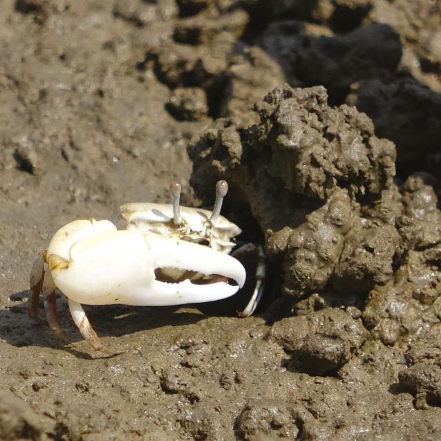Krab skrzypek w pobliżu nory.