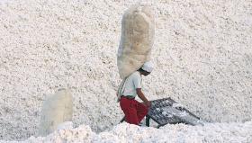 Robotnik na plantacji bawełny w Sinciangu, w regionie ujgurskim – bawełnianej fabryce Chin.