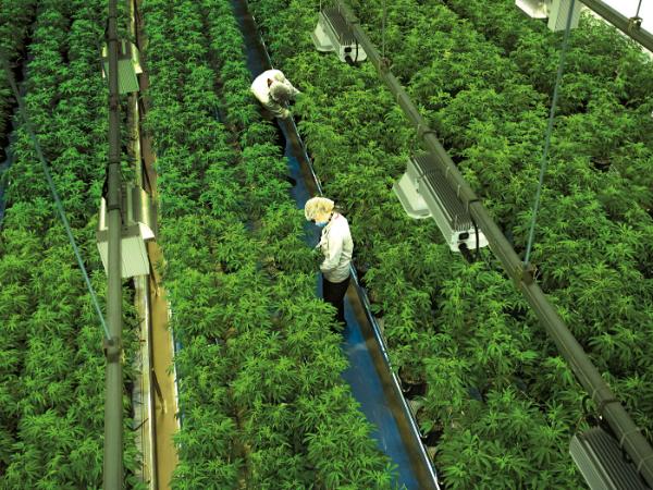 Uprawa w kanadyjskich zakładach Canopy Growth, największego producenta marihuany medycznej na świecie