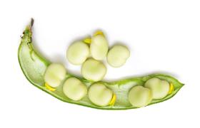 Bób jest pyszny także pod postacią kotlecików lub w sałatce.