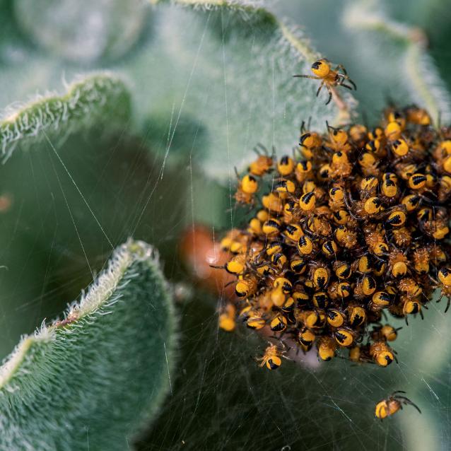 Po wykluciu z jaj młode krzyżaka dwubarwnego (Araneus marmoreus) przez kilka dni przebywają razem.