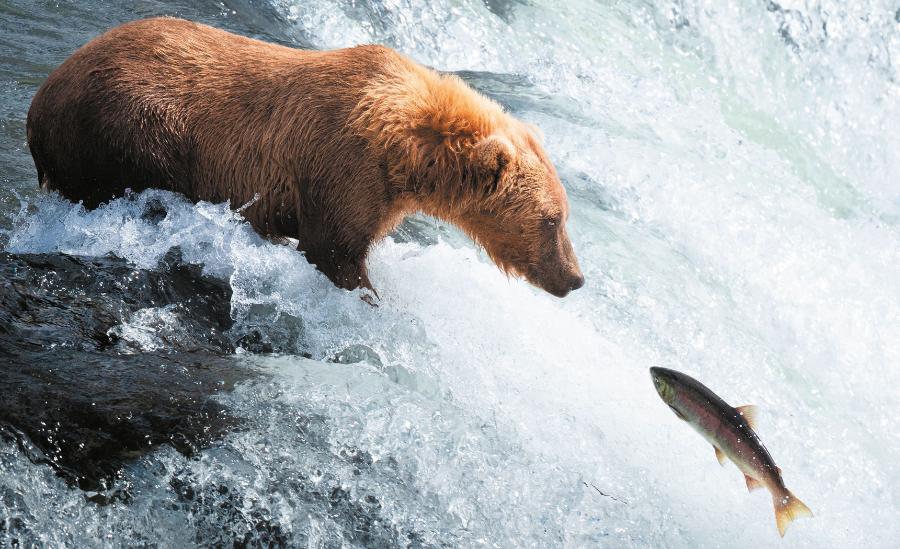 Część osób obawia się, że ponowne pojawienie się niedźwiedzi grizzly w stanie Waszyngton zaszkodzi populacjom łososi – ale dla ryb większym zagrożeniem są tamy.